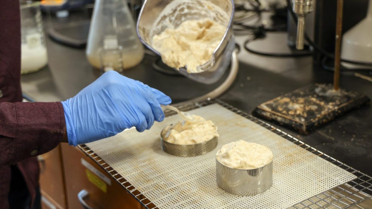 Wood-based foam designed by UMaine student offers safer, less wasteful alternative to plastic insulation in coolers
